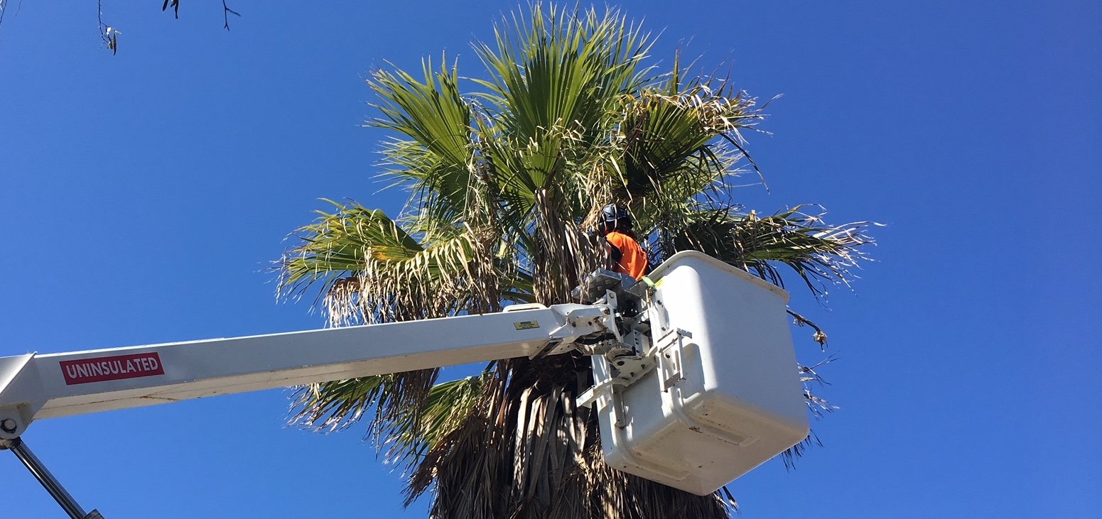 Palm Tree Removal Mandurah & Rockingham Palm Tree Trimming Mandurah