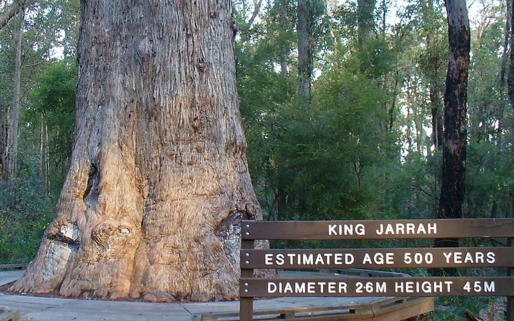 Local Tree Profile - Jarrah | branchingouttrees.com.au