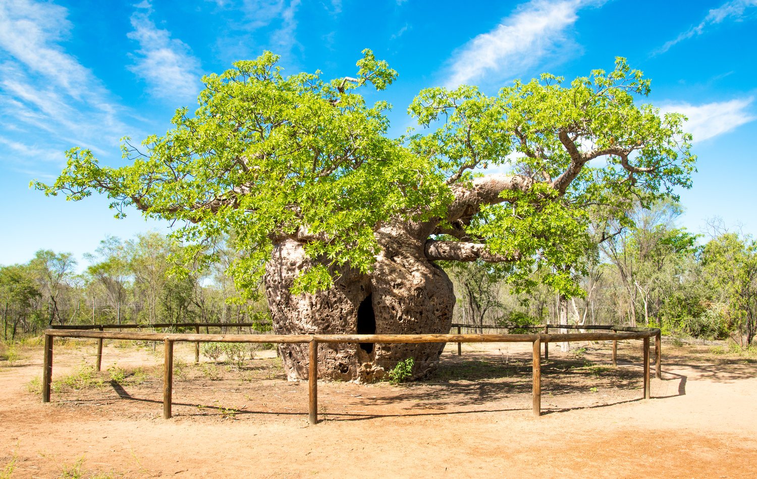 kunumudj-the-boab-prison-tree-branchingouttrees-au