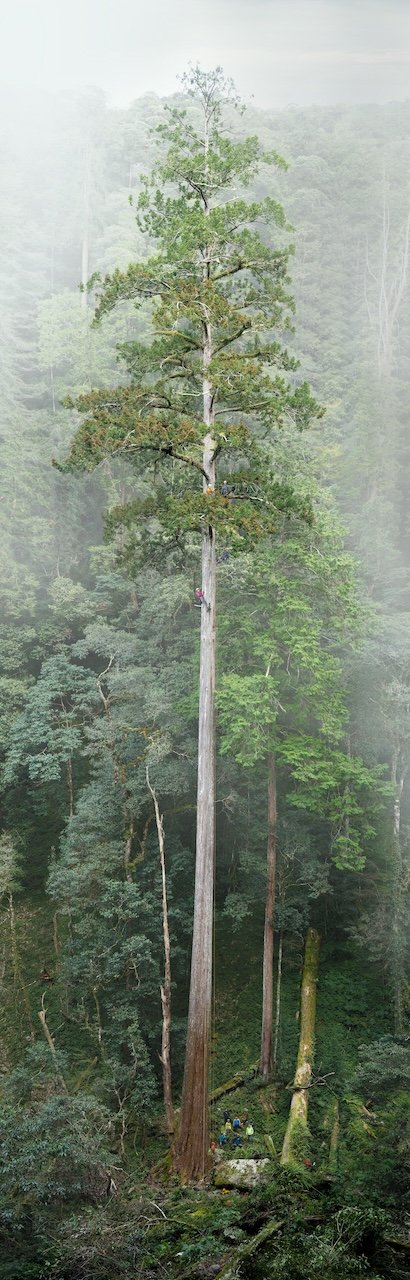 heaven sword tree