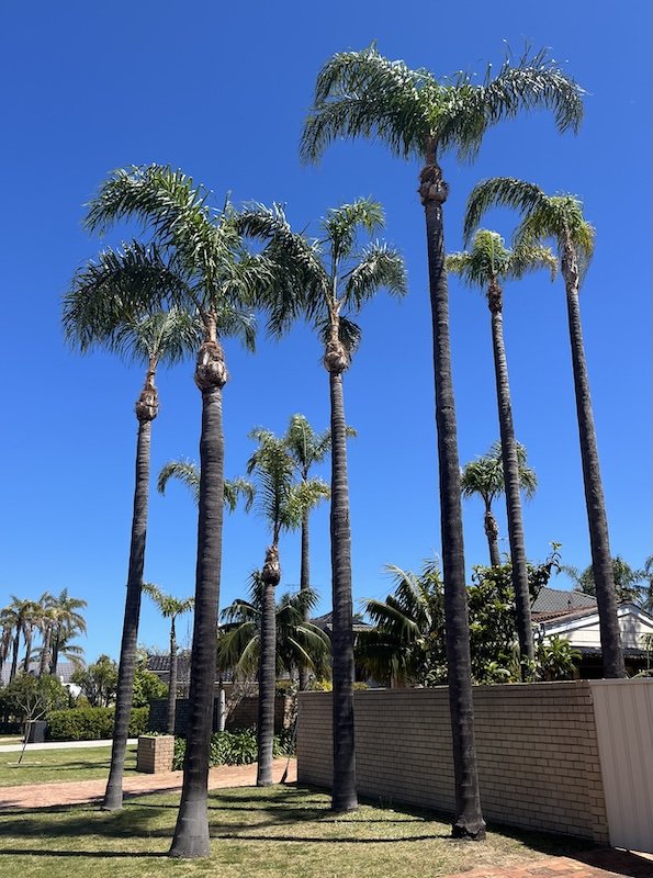 palm-pruning-mandurah-1027JPG