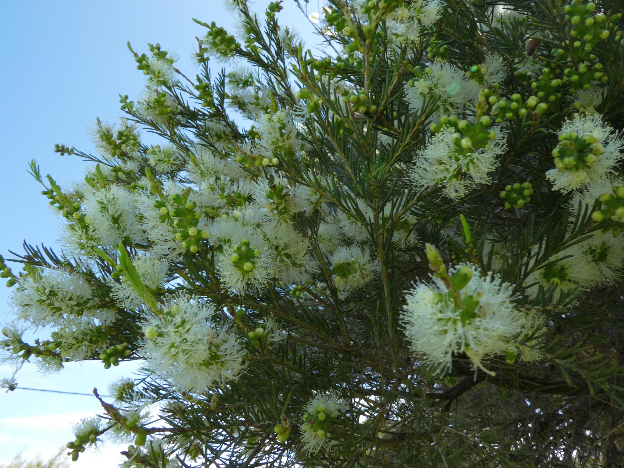 Melaleuca-rhaphiophylla-Capt-Toby-10-Sep-2020-RClark