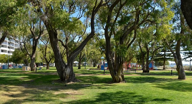 street trees