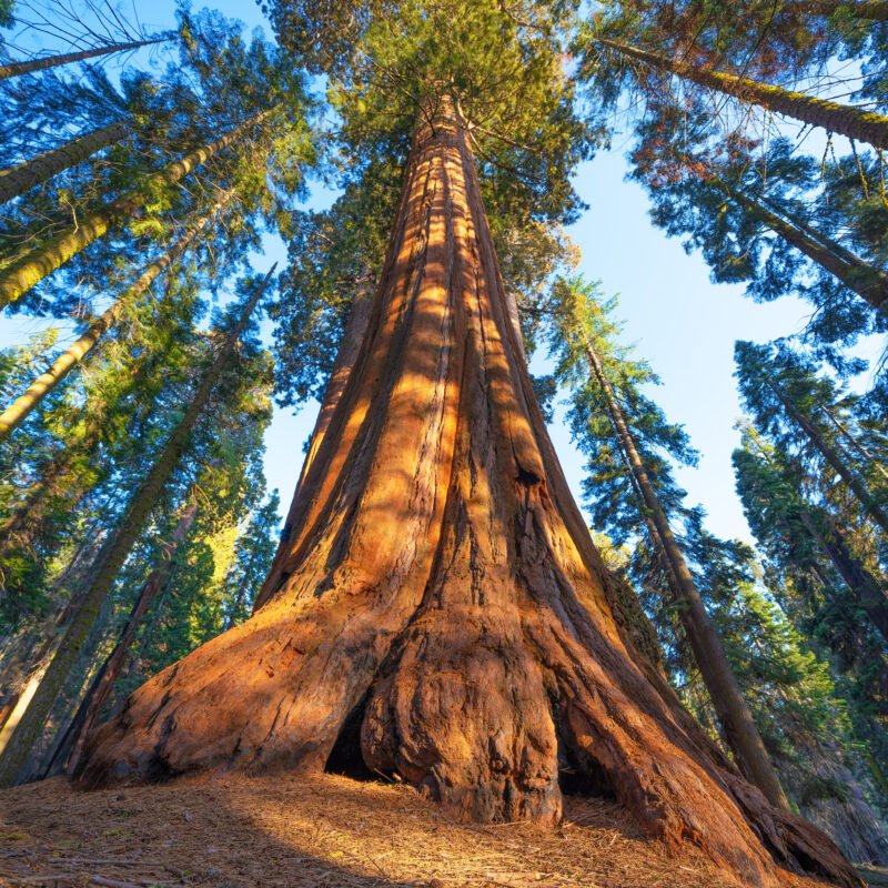 general-sherman-the-world-sf01a7e-800x800