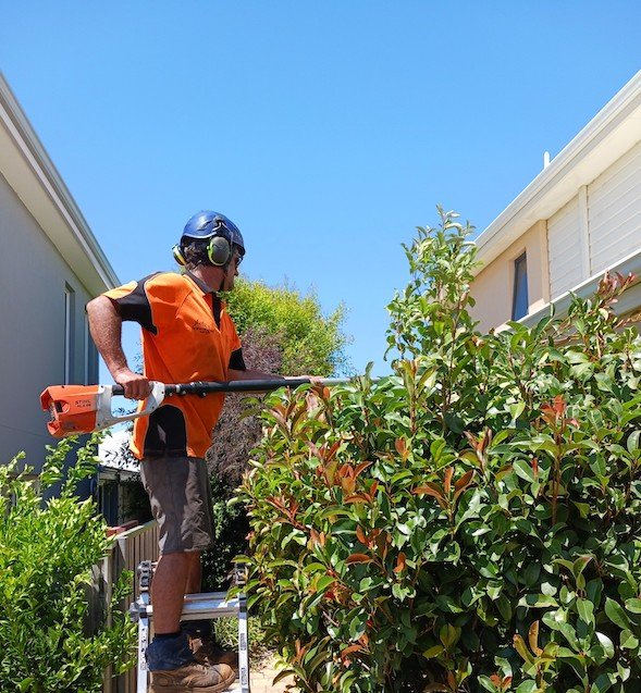 tree trimming 3