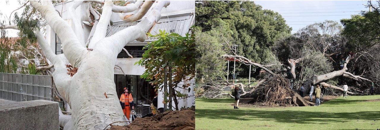 tree-service-mandurah-0601
